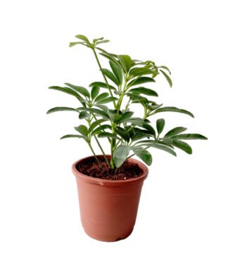 Echeveria Succulent Schefflera Umbrella Plant