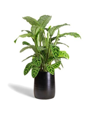 Calathea Zebrina Gloria Flower Plant