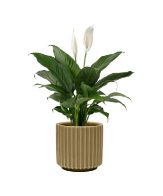 Large Ceramic Caladium Potted Plant