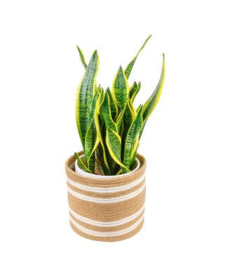 ExoticRarePlants Small Jute Modern Plant