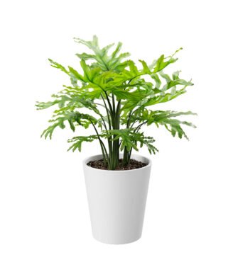 Royal Land Tree Philodendron Plant