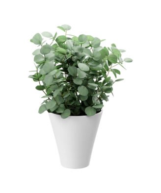 Fresh Eucalyptus Cinerea Live Plant