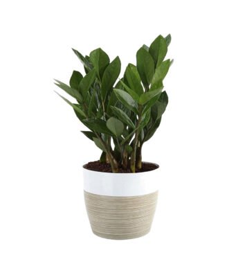 Zamioculcas Rospicta Fresh Indoor Plants