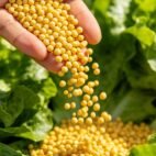 Leafy-Vegetables-Fertilizer4